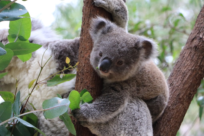 Perth Is for Animal Lovers: 5 Animal-Inspired Activities in Perth, Australia