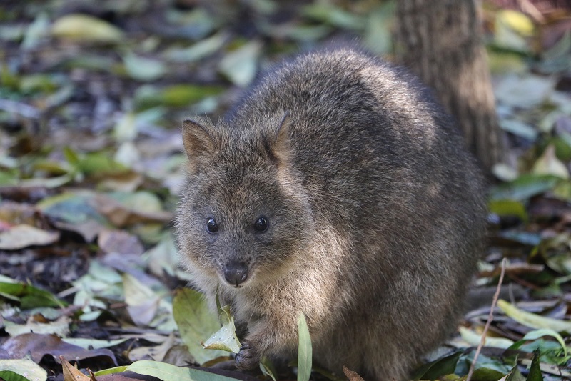 پرتھ جانوروں سے محبت کرنے والوں کے لیے ہے: پرتھ، آسٹریلیا میں 5 جانوروں سے متاثر سرگرمیاں