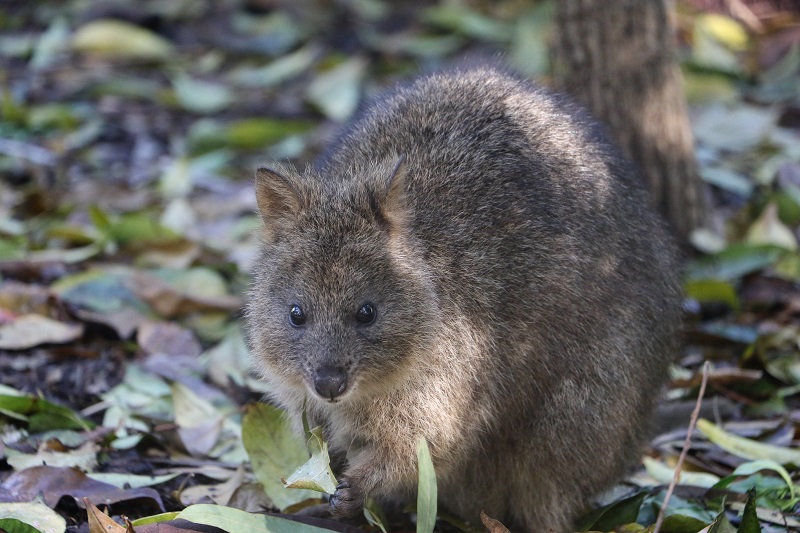 Perth ist für Tierliebhaber: 5 von Tieren inspirierte Aktivitäten in Perth, Australien