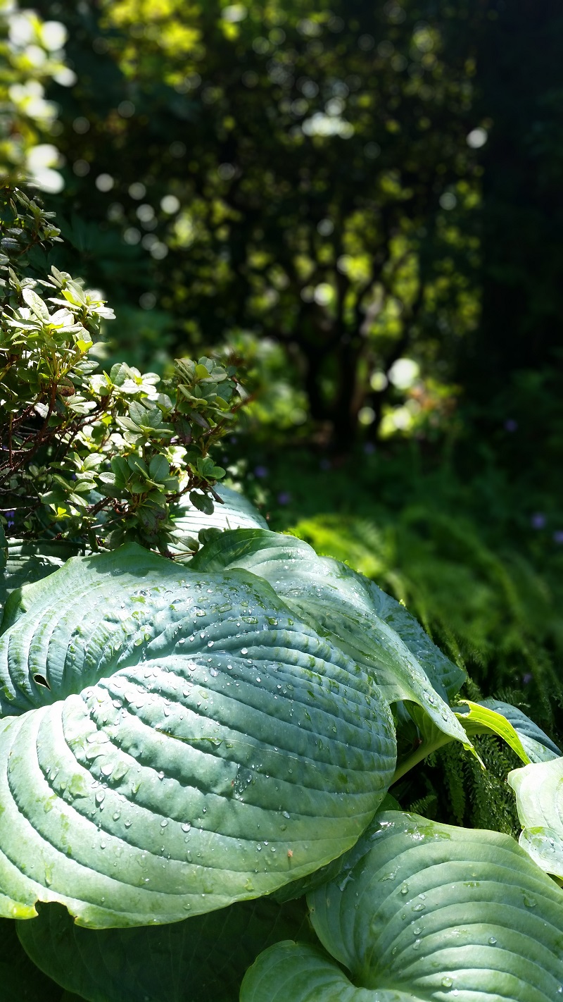 維多利亞花園 阿布哈茲花園綠樹成蔭的入口 - 照片 Debra Smith