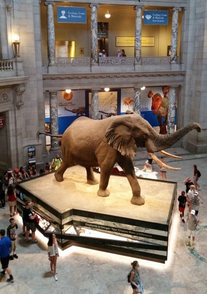 Washington DC - O elefante africano de 12 toneladas no Museu Nacional de História Natural parece pronto para carregar - foto Debra Smith