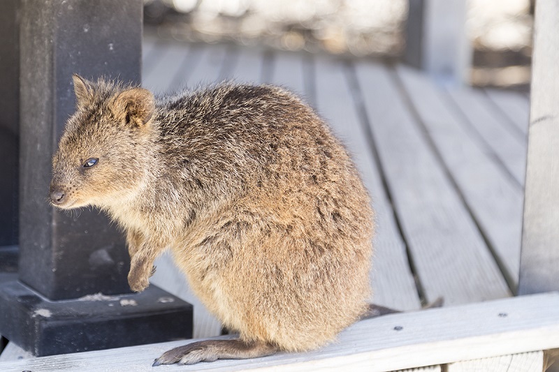 quokka-rottnest-island-jennifer-morton - Perth é para amantes de animais: 5 atividades inspiradas em animais em Perth, Austrália
