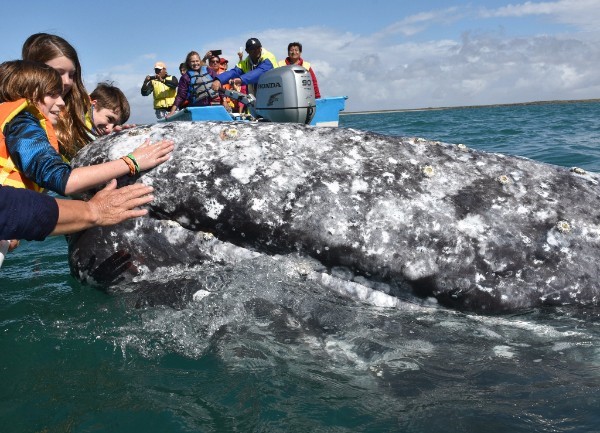 Uma curiosa baleia cinzenta chega perto o suficiente para tocar. Foto de Shelby Barone