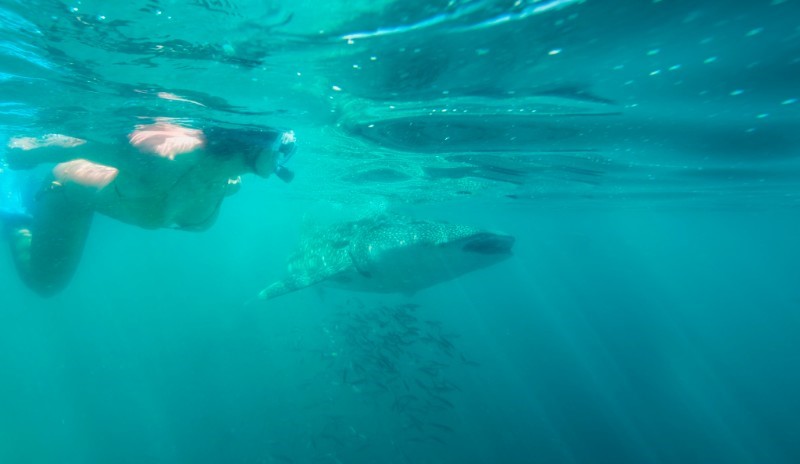 Snorkeling con tiburones ballena en el Mar de Cortés Foto Turismo La Paz