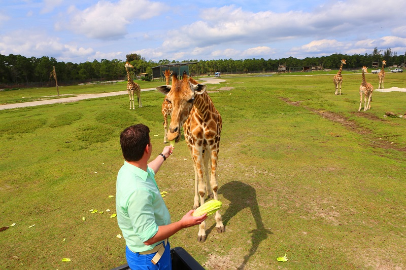 The Palm Beaches - Lion Country Safari Giraffe - Photographer Discover ThePalm Beaches