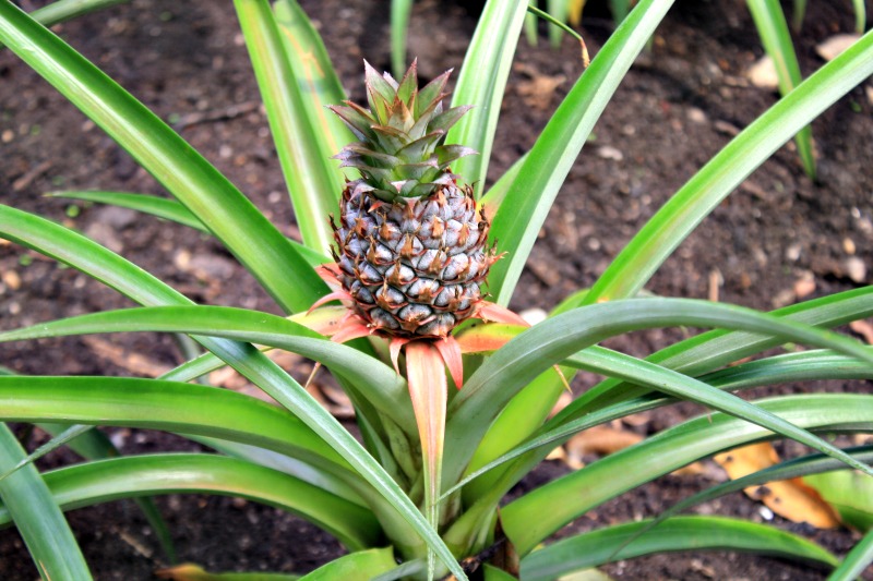 Do pineapples grow on trees?