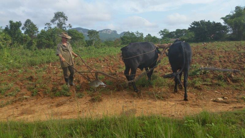 Фермеры все еще обрабатывают землю с помощью водяных буйволов — фото Дебры Смит