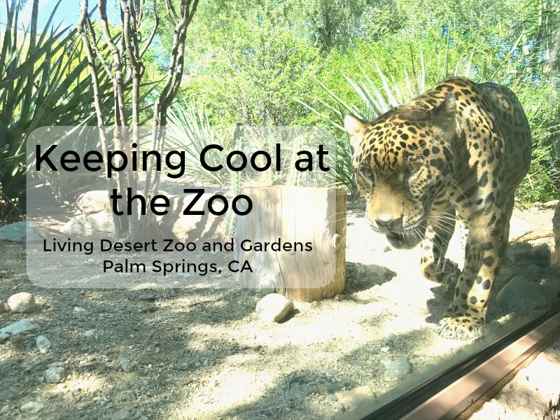 Living Desert Zoo jaguar title Melissa_Vroon