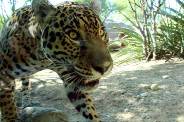 Palm Springs Living Desert Zoo Jaguar adventures for Families in Palm Springs