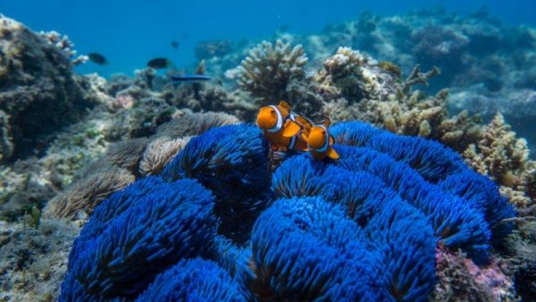 ブルーカーペットアネモネとカクレクマノミ-クレジットフランクランドアイランドクルーズ国際サンゴ礁年