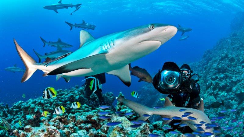 Mergulhe com tubarões em uma expedição Mike Ball. Crédito Mike Ball