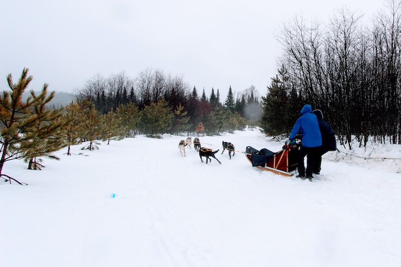 Laurentians 개 썰매의 심장부에서 FORD Winter Adventures