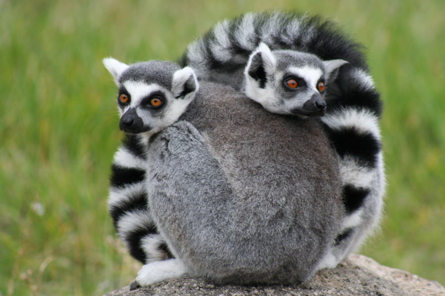 Madagascar Lemurs Credit - Treehgr Treehgr at English Wikipedia [GFDL (http://www.gnu.org/copyleft/fdl.html), CC-BY-SA-3.0 (http://creativecommons.org/licenses/by-sa/3.0/) or CC BY 2.5 (http://creativecommons.org/licenses/by/2.5)], via Wikimedia Commons