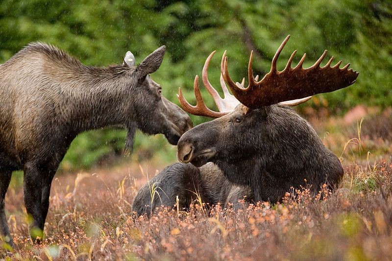 Newfoundland is famous for its robust moose population By Ryan Hagerty [Public domain], via Wikimedia Commons