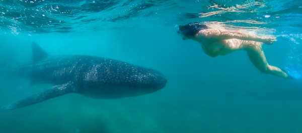 Teen friendly La Paz Nado con Tiburones