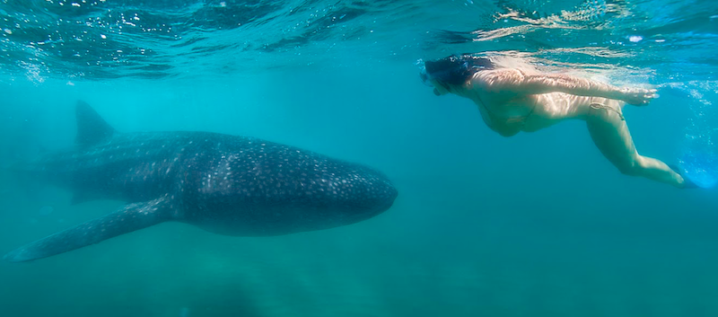 Teen friendly La Paz Nager avec les requins