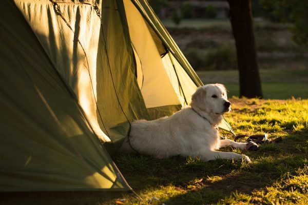 Camping with Pets - Nosso Golden Retriever Neige em um de nossos campings. Crédito da foto Terry Marshman