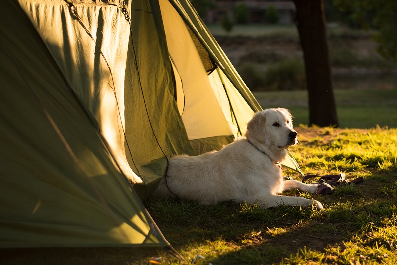 Camping mit Haustieren - Unser Golden Retriever Neige auf einem unserer Campingausflüge. Bildnachweis Terry Marshman