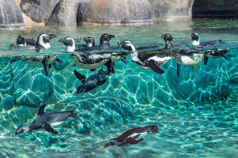 Exposition de pingouins africains Zoo de San Diego