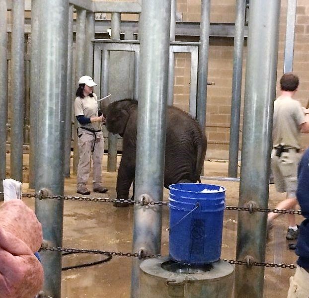 ヒューストン動物園の象の風呂-写真シェリーキャメロンマッカロン