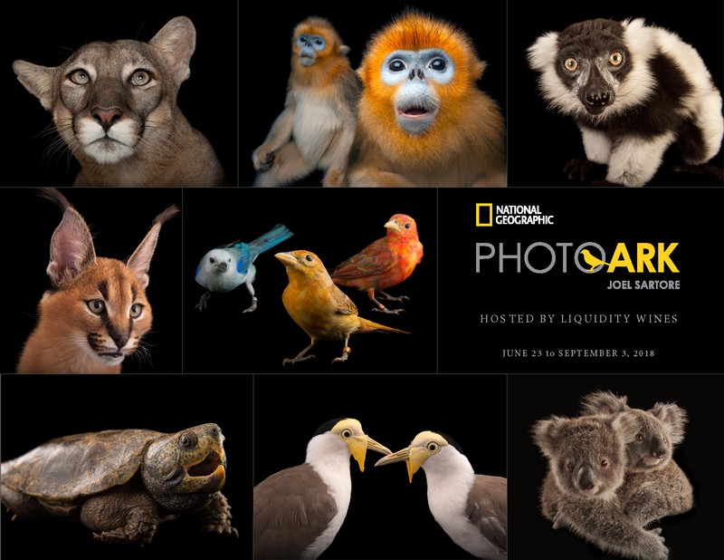 사진 제공: Joel Sartore/내셔널 지오그래픽 포토 아크