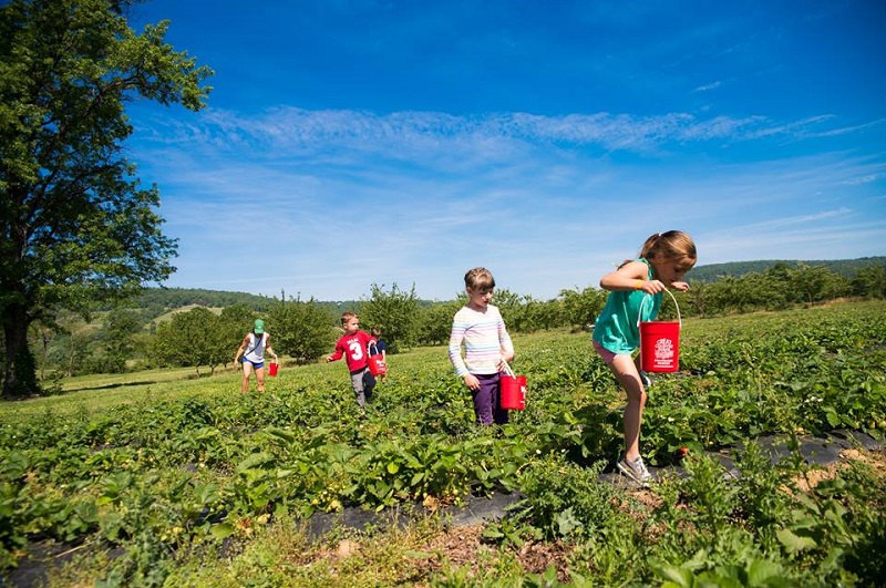 북부 버지니아 - Great Country Farms의 딸기 밭 - Photo Visit Loudoun