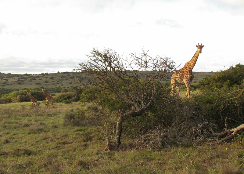 A group of giraffes is called a journey even when they're not moving along - photo Debra Smith