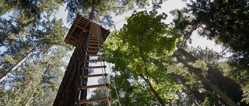 Aerial Adventures - Wildplay Victoria-WTF jump-ladder