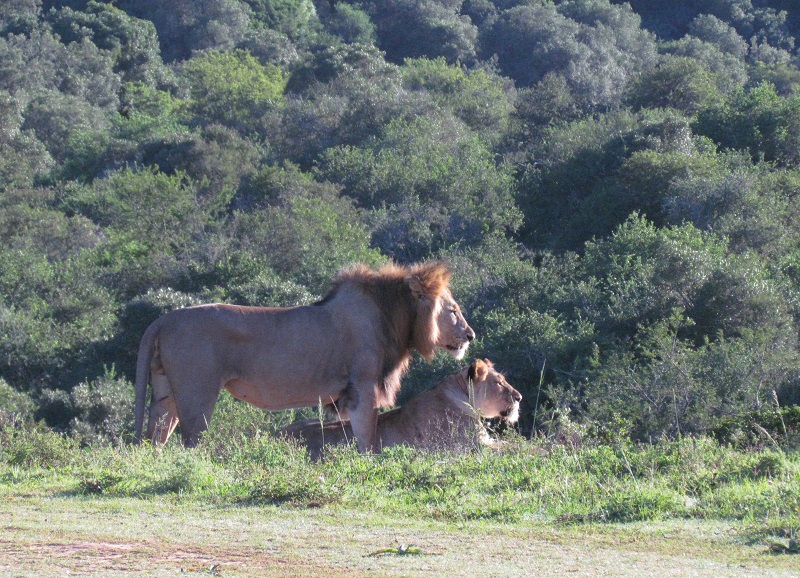 Es ist gut, der König – und die Königin – des Amakhala-Reservats zu sein – Foto Debra Smith