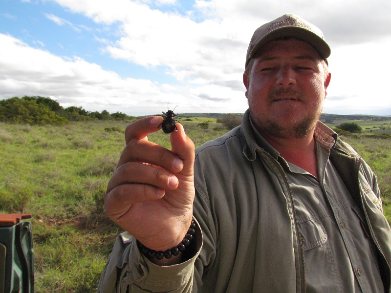 Martin Bronkhorst aime toutes les créatures grandes et petites, comme ce tok-toki - photo Debra Smith