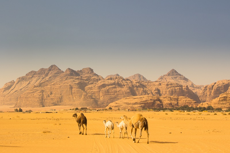 Camels Walk Through the Desert in Wadi Rum Jordan - Paula Worthington