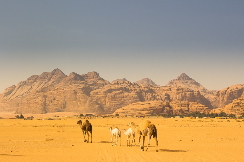 Camelos caminham pelo deserto em Wadi Rum Jordan - Paula Worthington