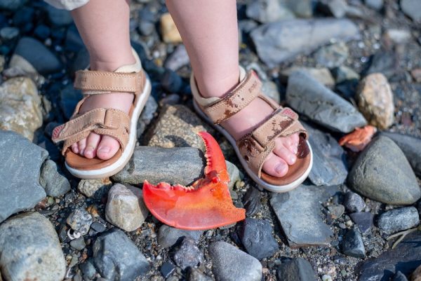 Four Days in Maine - Lobster Claw on the beach - Photo Caroline Faucher