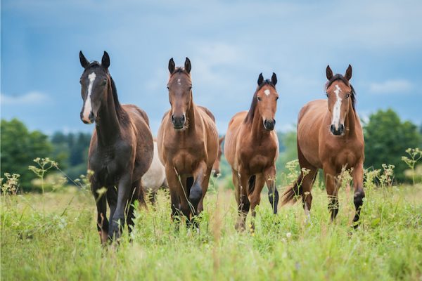 Heritage Ranch Rothirsch