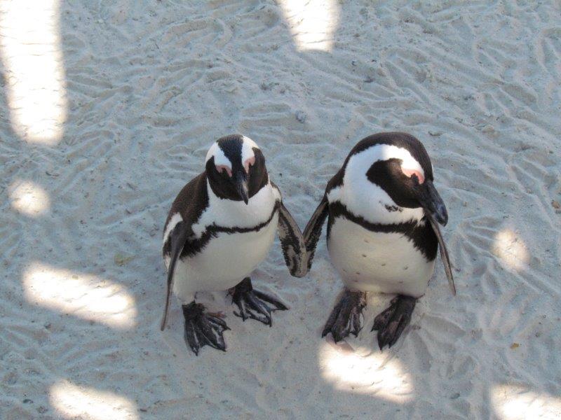 Cientos de pingüinos africanos en lindas poses en Boulders Beach - foto Debra Smith