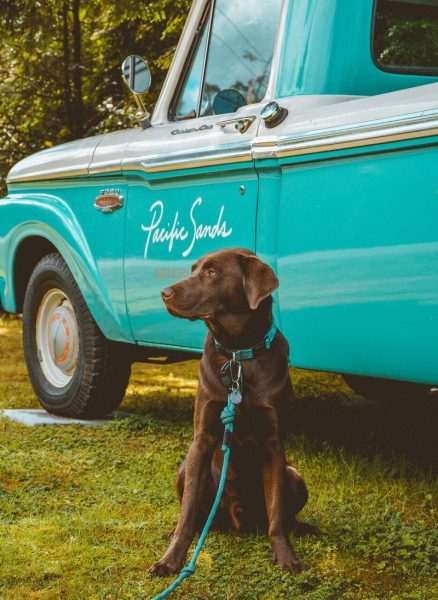 Pacific Sands Beach Resort Tofino Dog Friendly