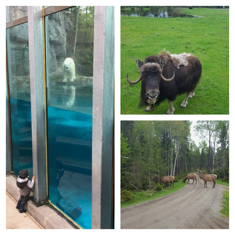 Saguenay-Lac-St-Jean Zoo Sauvage