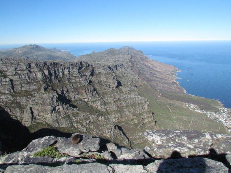 Table Mountain has stunning views and this dassie has found the perfect spot - photo Debra Smith