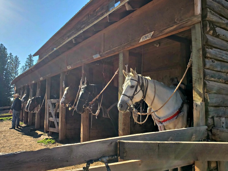 Uma fileira de cavalos espera em suas baias