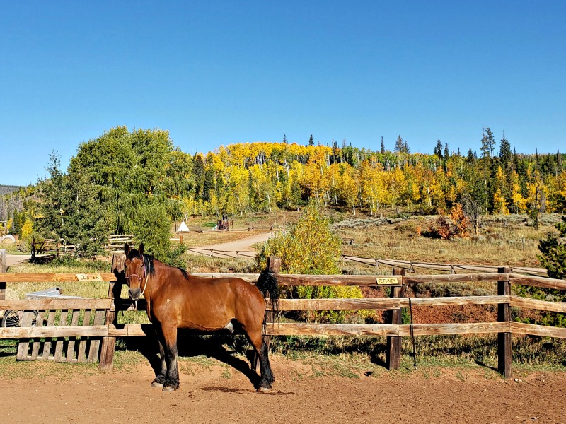 A chestnut horse stands in the corral at Latigo Ranch