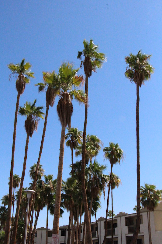 Palm Trees (Family Fun Calgary)