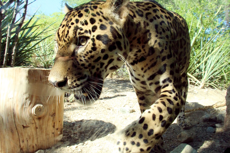 Jaguar (Plaisir en famille à Calgary)