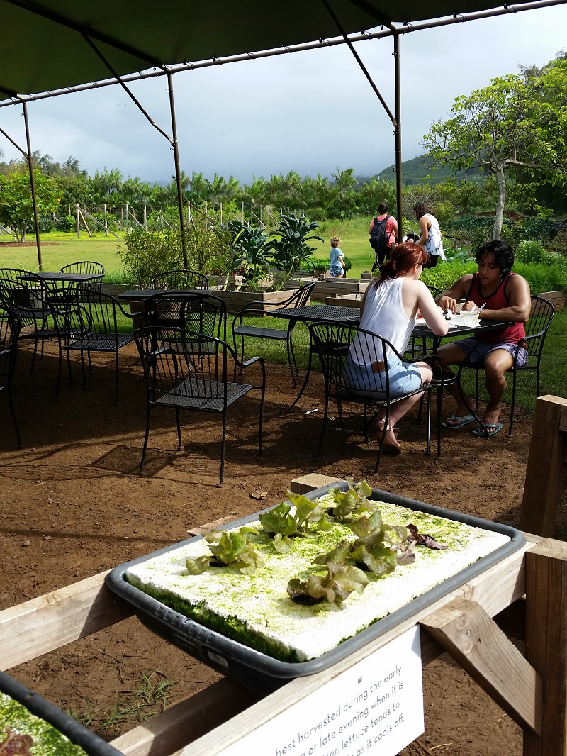 Кафе на ферме Кахуку, одна из многих островных ферм, предлагает вегетарианские блюда прямо из сада — фото Дебры Смит.