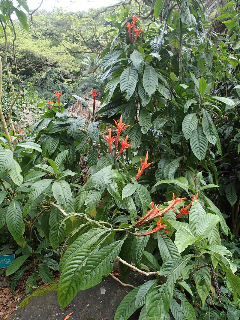 Belleza tropical en flor en los Jardines Botánicos del Valle de Waimea - foto de Debra Smith