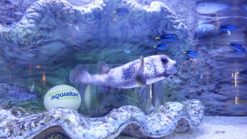 リプリーズ水族館マートルビーチ写真サブリナピリロ