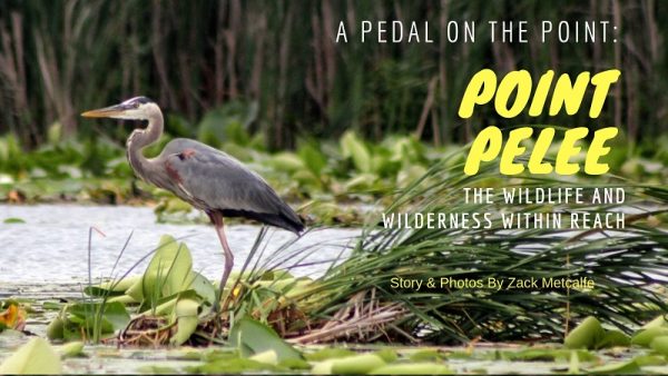 A Pedal on the Point_ The Wildlife and Wilderness Within Reach at Point Pelee