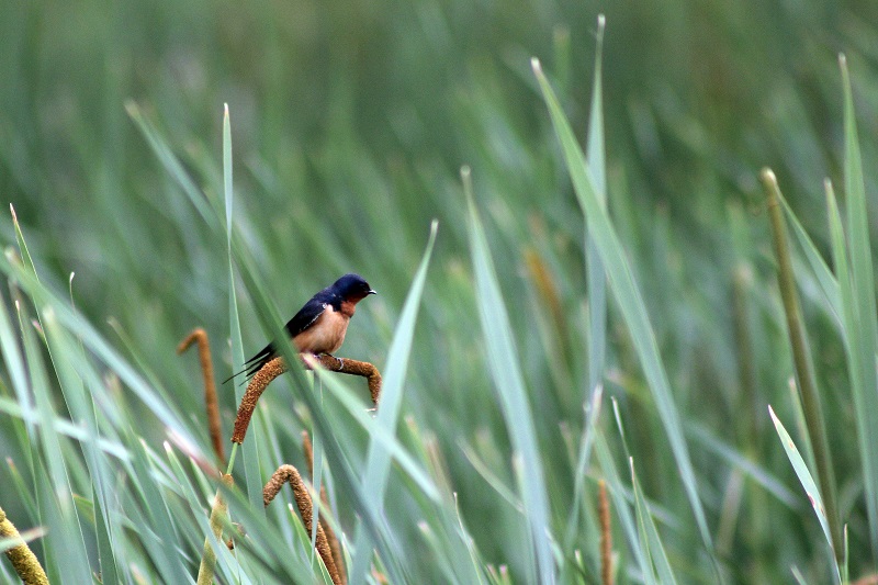 Barn Swallow - Photo Zack Metcalfe