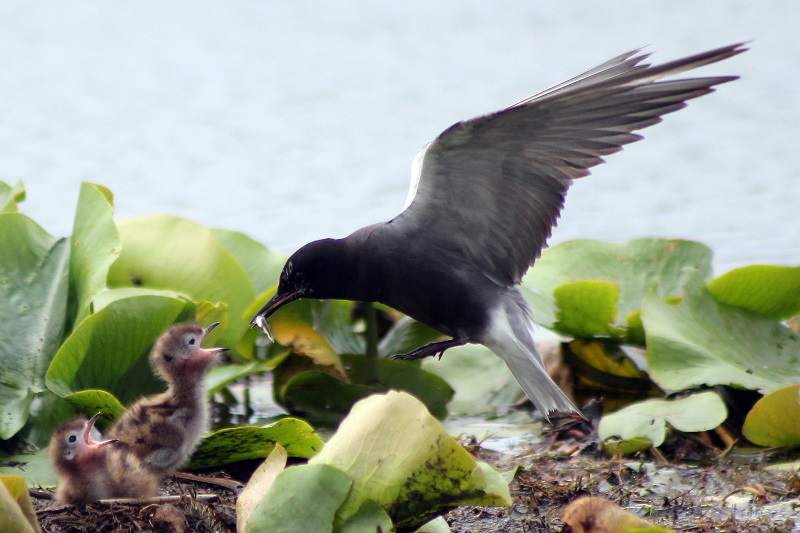 Black tern feeding its young - Photo Zack Metcalfe