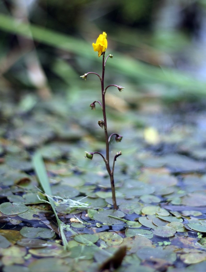 Bladderwort (carnivorous flower) - Photo Zack Metcalfe