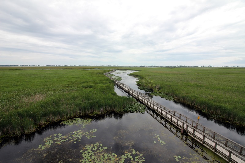 Marsh Boardwalk - Photo Zack Metcalfe